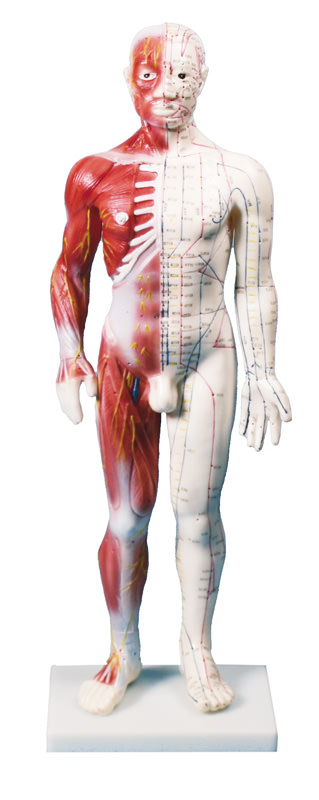 Èínska akupunktúrna postava muža 60 cm