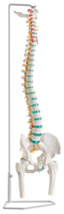 Flexibilná chrbtica s hlavicami stehennej kosti