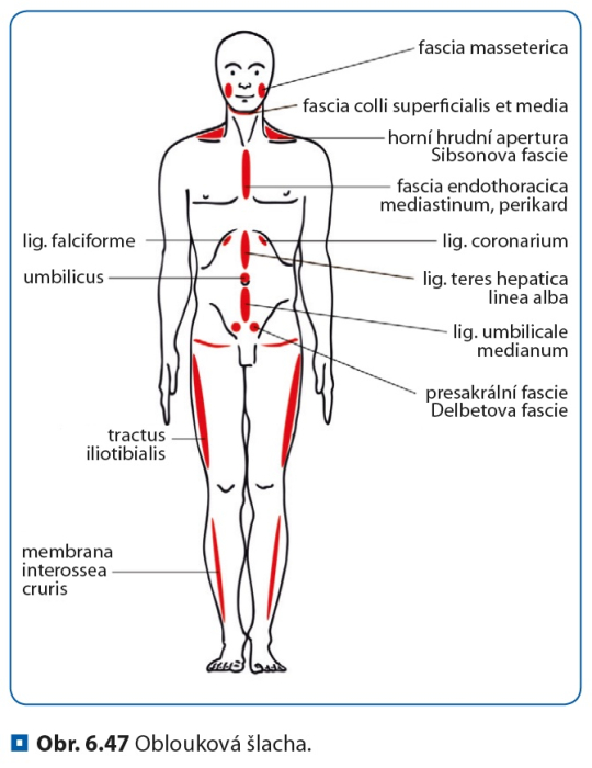 Fascilna osteopatia