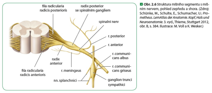 Nervový systém v osteopatii