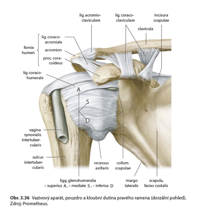 Parietlna osteopatia