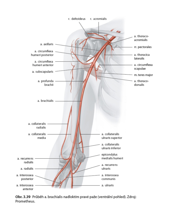 Parietlna osteopatia