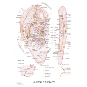 Plagt auriculoterapia ucho 63x47cm