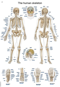 Plagát kostry človeka 70x50 cm
