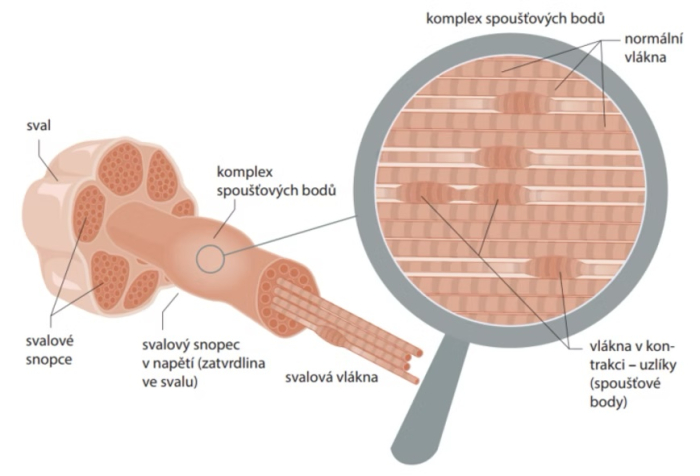 Spacie body a fascie, sm sebe terapeutom