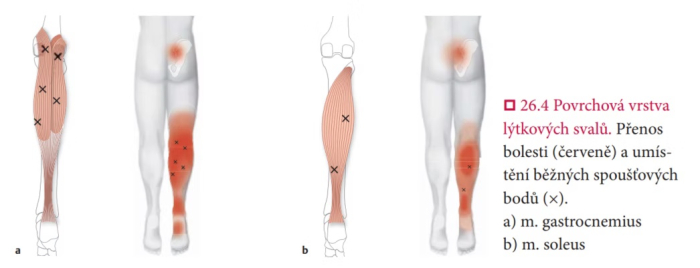 Spacie body a fascie, sm sebe terapeutom
