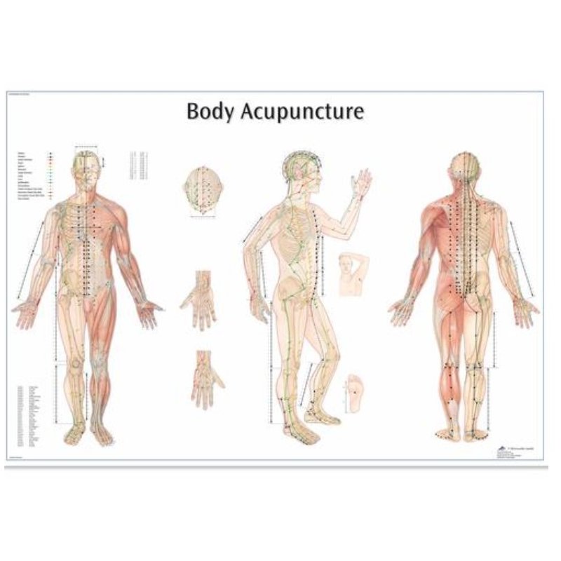 Plagát akupunktúrne body 68x98cm