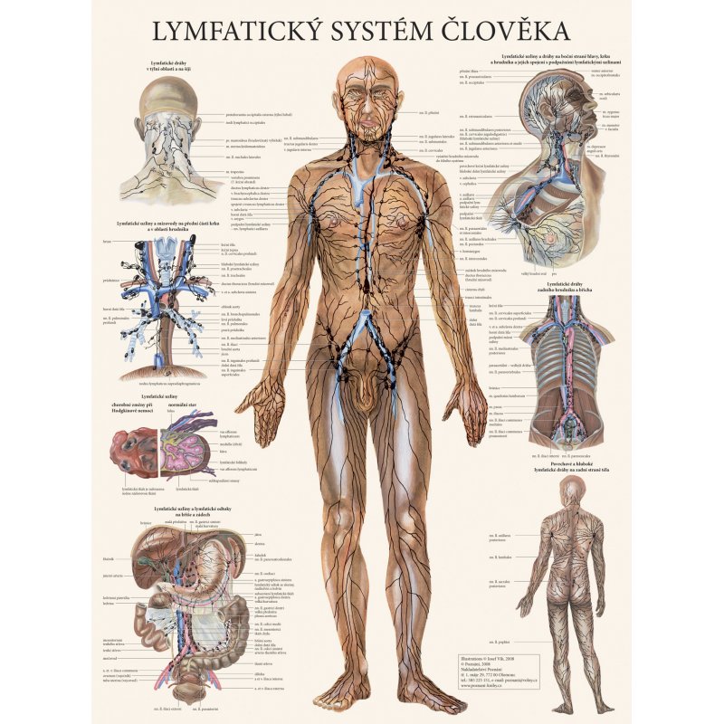 Plagát Lymfatický systém èloveka 63x47cm
